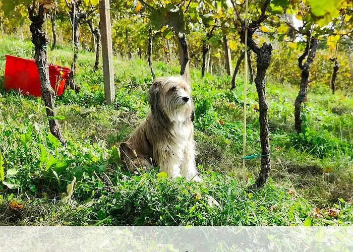 In - Kranjska Krain 26039 Casa vacanze *